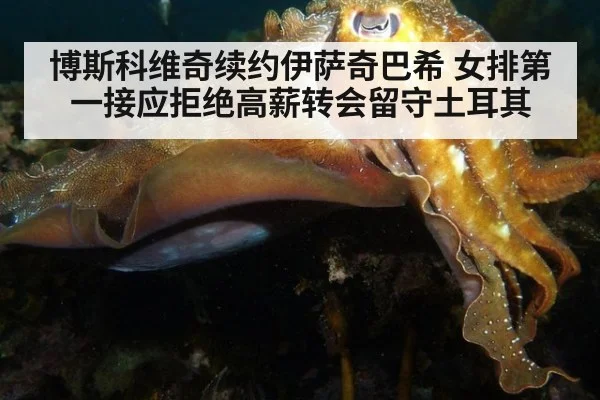 博斯科维奇续约伊萨奇巴希 女排第一接应拒绝高薪转会留守土耳其
